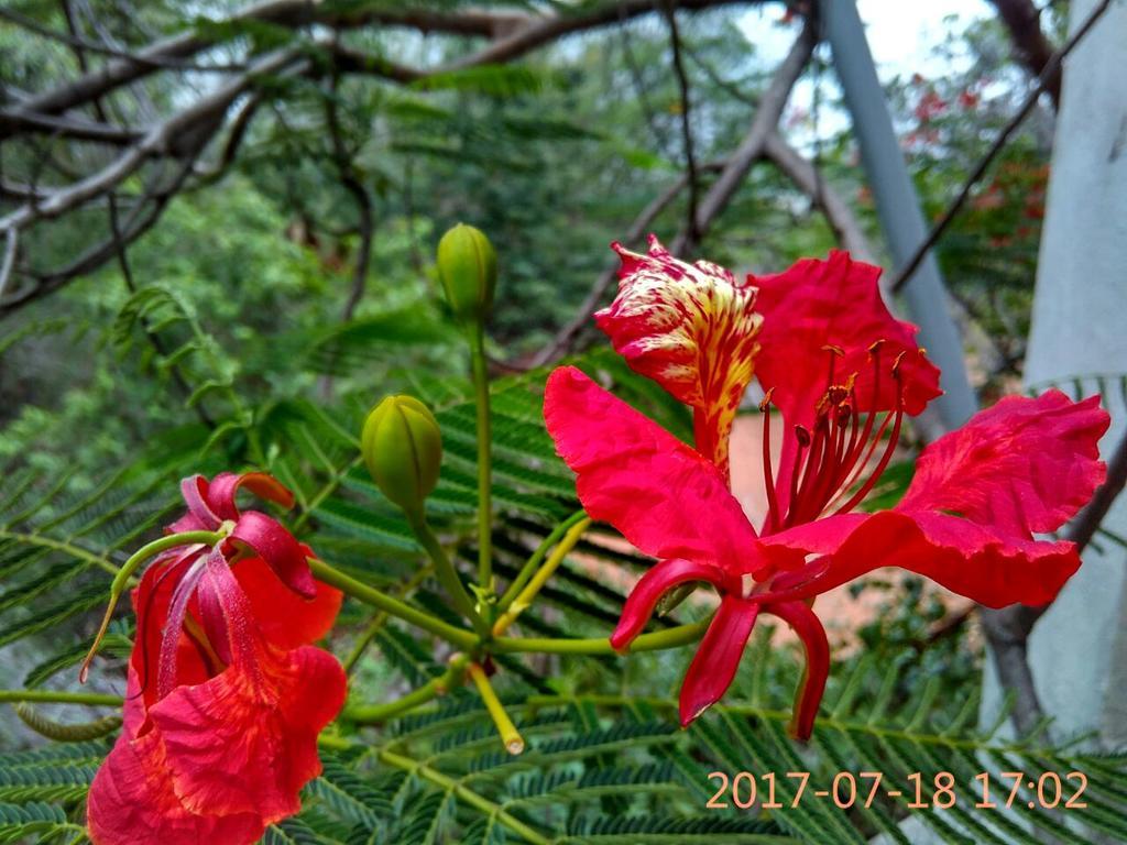 Purity Guest House Auroville Bagian luar foto