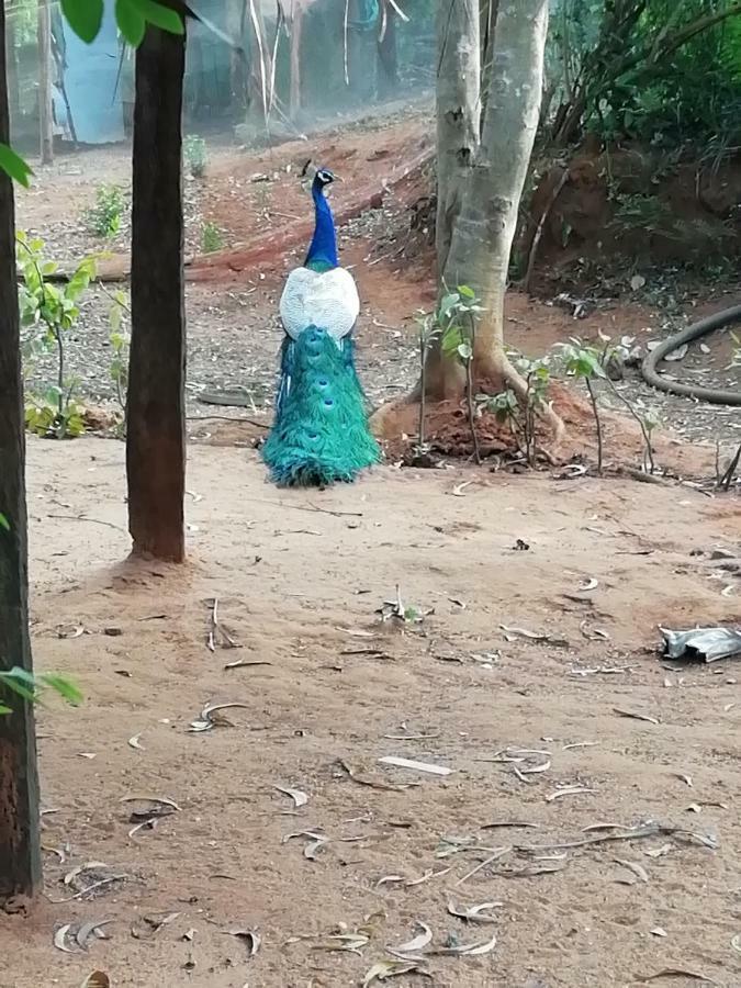 Purity Guest House Auroville Bagian luar foto